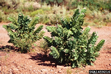 black henbane, Hyoscyamus niger  (Solanales: Solanaceae) - 1459216