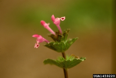 henbit, Lamium amplexicaule  (Lamiales: Lamiaceae) - 1459220