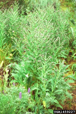 houndstongue, Cynoglossum officinale  (Lamiales: Boraginaceae) - 1459227
