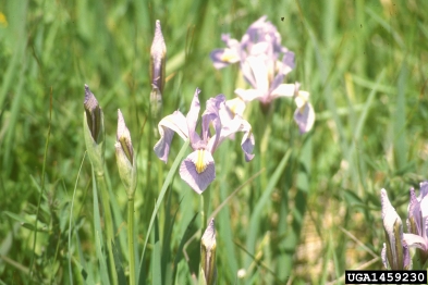 Rocky Mountain iris, Iris missouriensis  (Liliales: Iridaceae) - 1459230