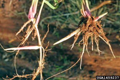 johnsongrass, Sorghum halepense  (Cyperales: Poaceae) - 1459237