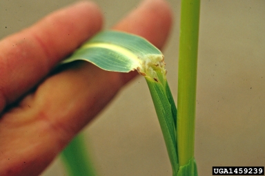 johnsongrass, Sorghum halepense  (Cyperales: Poaceae) - 1459239