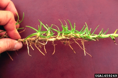 kikuyugrass, Pennisetum clandestinum  (Cyperales: Poaceae) - 1459249
