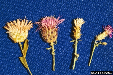 knapweeds, Centaurea spp.  (Asterales: Asteraceae) - 1459251