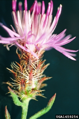 diffuse knapweed, Centaurea diffusa  (Asterales: Asteraceae) - 1459254