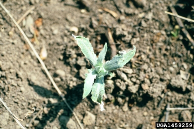 Russian knapweed, Rhaponticum repens  (Asterales: Asteraceae) - 1459259