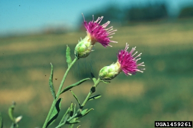 Russian knapweed, Rhaponticum repens  (Asterales: Asteraceae) - 1459261