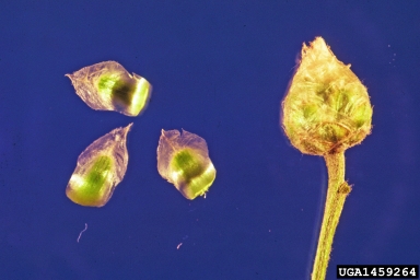 Russian knapweed, Rhaponticum repens  (Asterales: Asteraceae) - 1459264