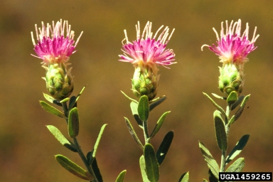 Russian knapweed, Rhaponticum repens  (Asterales: Asteraceae) - 1459265
