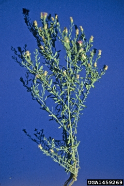 spotted knapweed, Centaurea stoebe ssp. micranthos (Asterales: Asteraceae) - 1459269