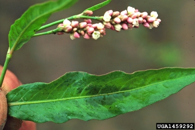 ladysthumb, Persicaria maculosa  (Polygonales: Polygonaceae) - 1459292