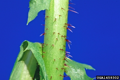 prickly lettuce, Lactuca serriola  (Asterales: Asteraceae) - 1459302
