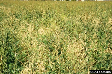 prickly lettuce, Lactuca serriola  (Asterales: Asteraceae) - 1459306