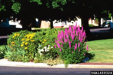 purple loosestrife, Lythrum salicaria  (Myrtales: Lythraceae) - 1459324