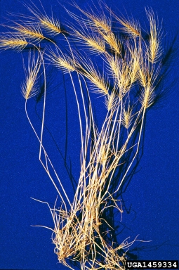 medusahead, Taeniatherum caput-medusae  (Cyperales: Poaceae) - 1459334