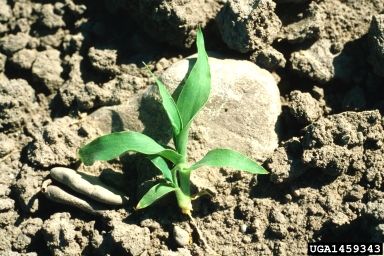 wild-proso millet, Panicum miliaceum  (Cyperales: Poaceae) - 1459343