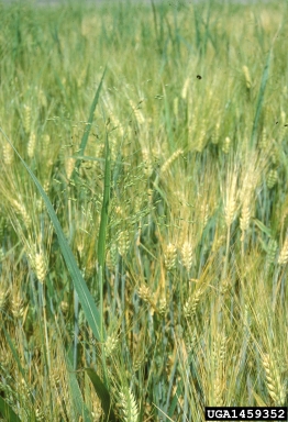 wild-proso millet, Panicum miliaceum  (Cyperales: Poaceae) - 1459352