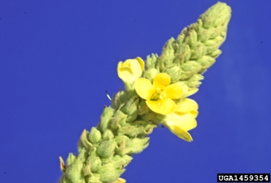 common mullein, Verbascum thapsus  (Scrophulariales: Scrophulariaceae) - 1459354