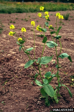 birdsrape mustard, Brassica rapa  (Capparales: Brassicaceae) - 1459360