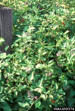 bittersweet nightshade, Solanum dulcamara  (Solanales: Solanaceae) - 1459374