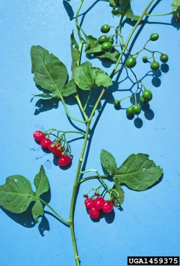 bittersweet nightshade, Solanum dulcamara  (Solanales: Solanaceae) - 1459375