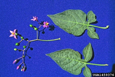bittersweet nightshade, Solanum dulcamara  (Solanales: Solanaceae) - 1459376