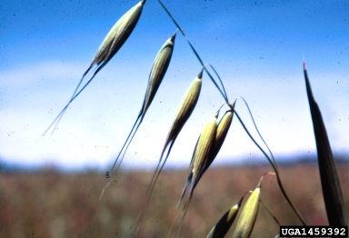 wild oat, Avena fatua  (Cyperales: Poaceae) - 1459392