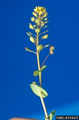 clasping pepperweed, Lepidium perfoliatum  (Capparales: Brassicaceae) - 1459425