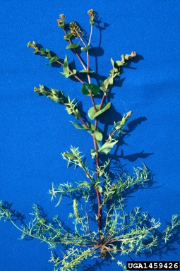 clasping pepperweed, Lepidium perfoliatum  (Capparales: Brassicaceae) - 1459426