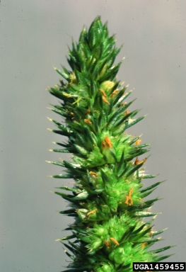 redroot pigweed, Amaranthus retroflexus  (Caryophyllales: Amaranthaceae) - 1459455