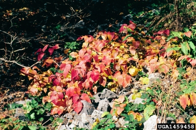 eastern poison-ivy, Toxicodendron radicans  (Sapindales: Anacardiaceae) - 1459458