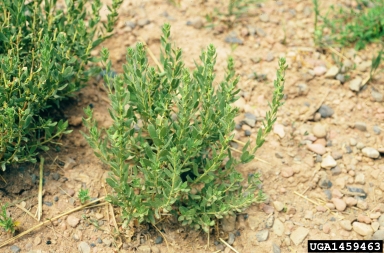 poverty sumpweed, Iva axillaris  (Asterales: Asteraceae) - 1459463