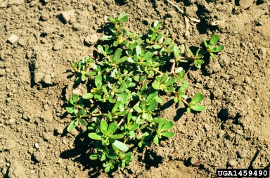 common purslane, Portulaca oleracea  (Caryophyllales: Portulacaceae) - 1459490