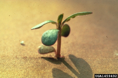 common purslane, Portulaca oleracea  (Caryophyllales: Portulacaceae) - 1459492