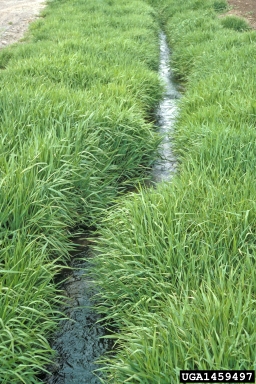 quackgrass, Elymus repens  (Cyperales: Poaceae) - 1459497