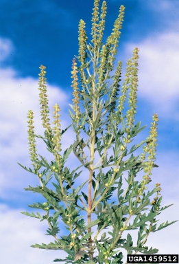common ragweed, Ambrosia artemisiifolia  (Asterales: Asteraceae) - 1459512