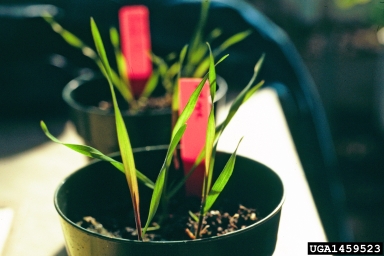Italian ryegrass, Festuca perennis  (Cyperales: Poaceae) - 1459523