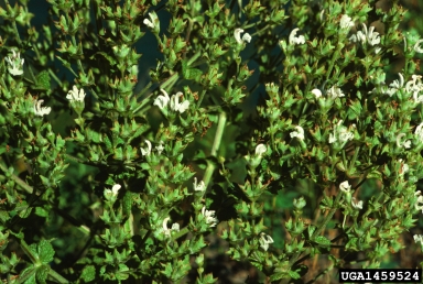 Mediterranean sage, Salvia aethiopis  (Lamiales: Lamiaceae) - 1459524