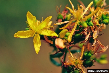 common St. Johnswort, Hypericum perforatum  (Theales: Clusiaceae) - 1459525