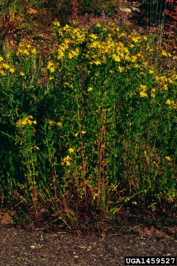 common St. Johnswort, Hypericum perforatum  (Theales: Clusiaceae) - 1459527