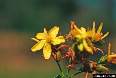 common St. Johnswort, Hypericum perforatum  (Theales: Clusiaceae) - 1459530
