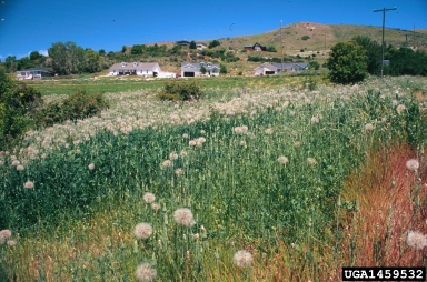meadow salsify, Tragopogon lamottei  (Asterales: Asteraceae) - 1459532