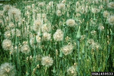 meadow salsify, Tragopogon lamottei  (Asterales: Asteraceae) - 1459533