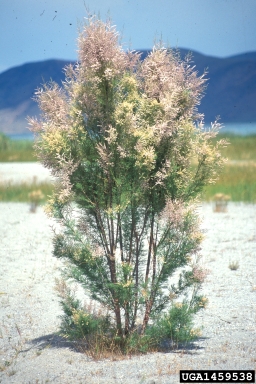 tamarisk, Tamarix spp.  (Violales: Tamaricaceae) - 1459538