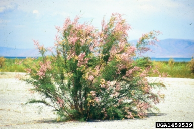 tamarisk, Tamarix spp.  (Violales: Tamaricaceae) - 1459539
