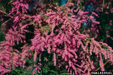 tamarisk, Tamarix spp.  (Violales: Tamaricaceae) - 1459541