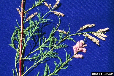 tamarisk, Tamarix spp.  (Violales: Tamaricaceae) - 1459542