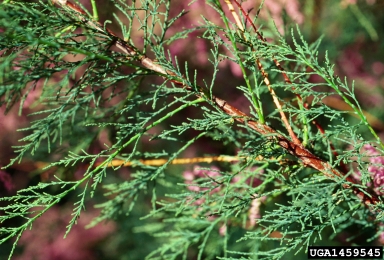 tamarisk, Tamarix spp.  (Violales: Tamaricaceae) - 1459545