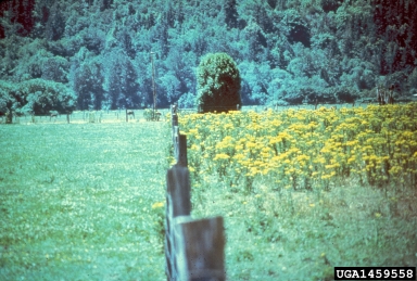tansy ragwort, Senecio jacobaea  (Asterales: Asteraceae) - 1459558
