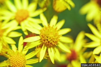 tansy ragwort, Senecio jacobaea  (Asterales: Asteraceae) - 1459560